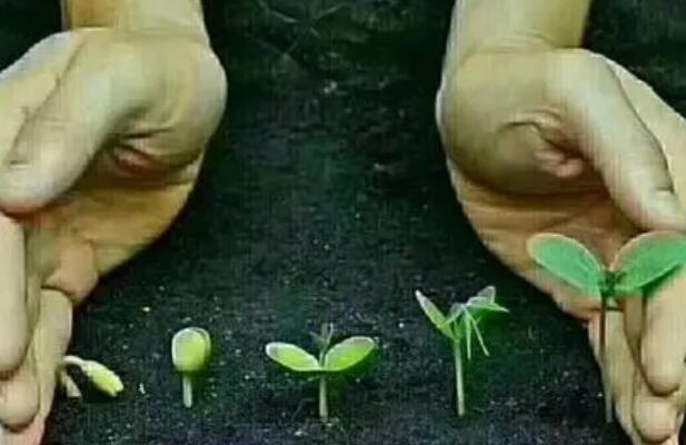 播种发朋友圈句子文案