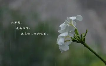 伤自尊和寒心了的说说文案