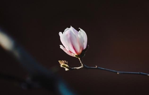 10篇优美文章摘抄600字