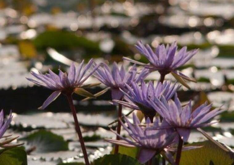 二月二龙抬头摘抄