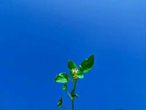 春天的温暖文案