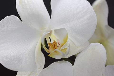 四个字赞美女神的句子文案