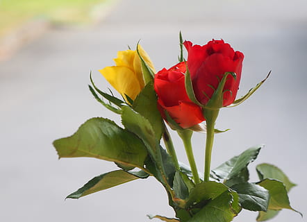 早安问候语正能量简短