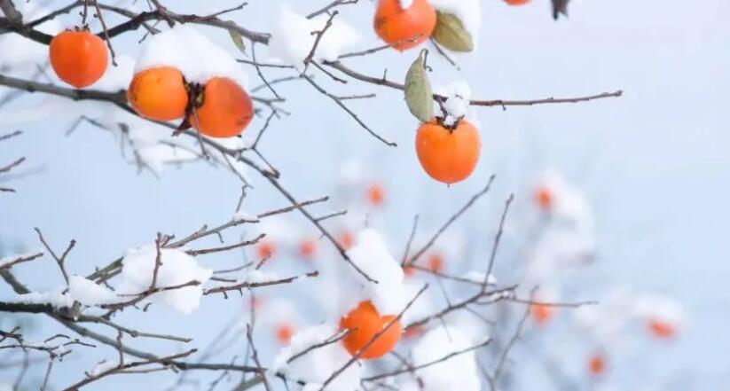 形容缤纷多彩的诗句文案