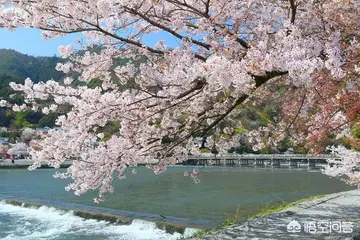 树在水中倒影的诗句文案