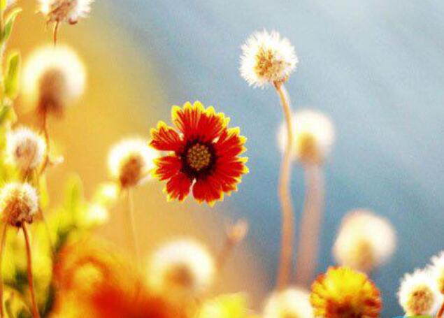 花开美好寓意的句子文案