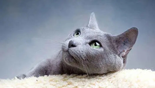 对宠物的情感语录文案