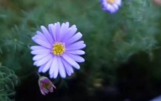 养花种菜的美好句子文案