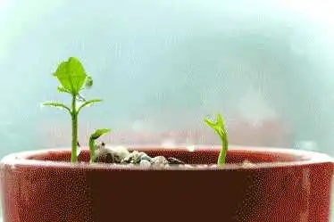 播种发朋友圈句子文案