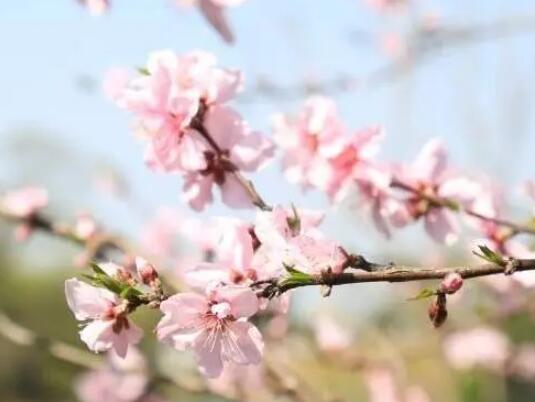 描述桃花的优美句子文案