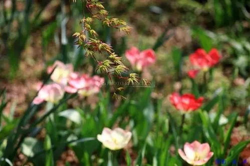 描写植物的优美句子文案