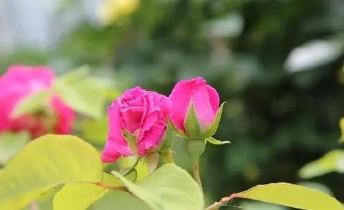 比心文字抢单语录文案