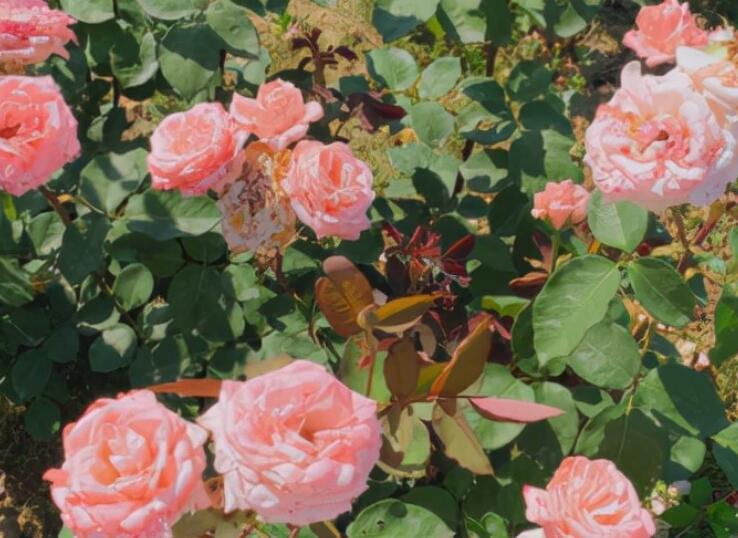 简单大方的自我介绍