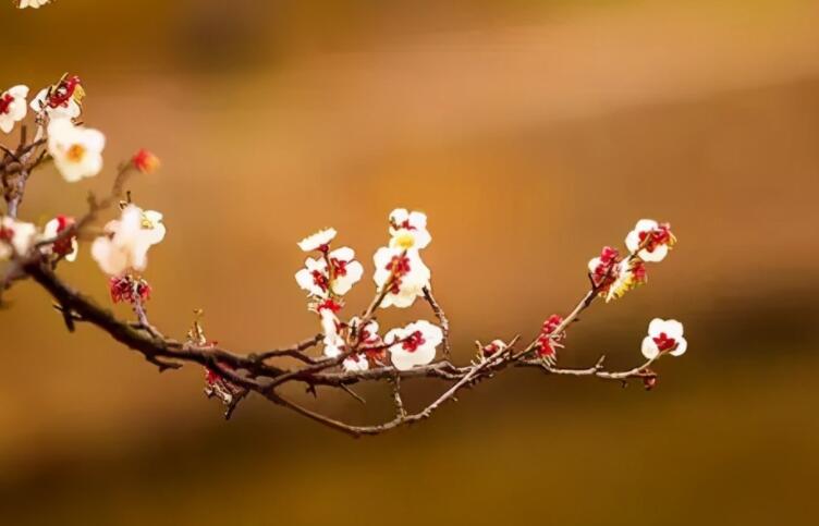 修身养性养花人的句子文案
