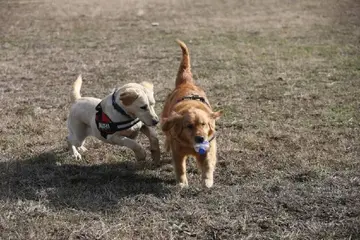 形容狗威武霸气的句子文案