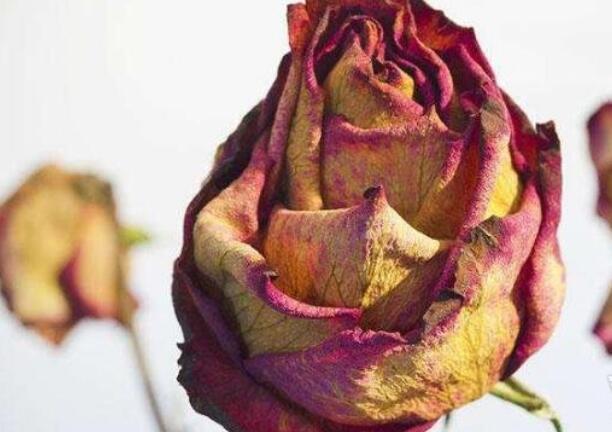 委婉的分手句子文案