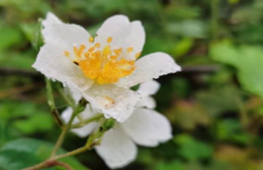 春日美景的唯美句子文案