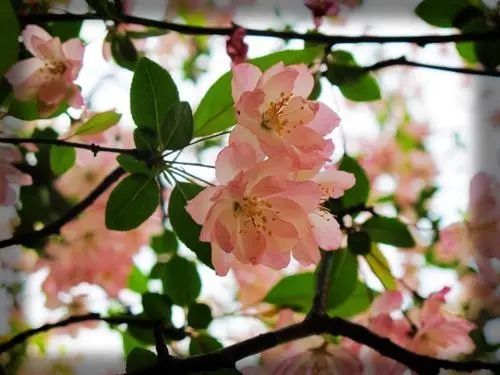 三月看花的说说文案