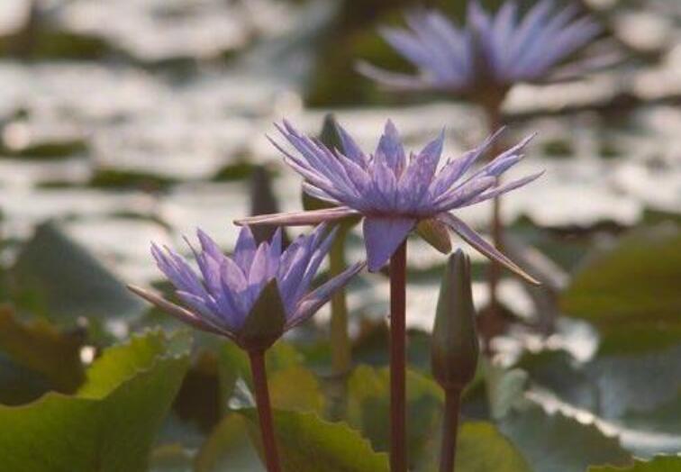 二月二龙抬头摘抄