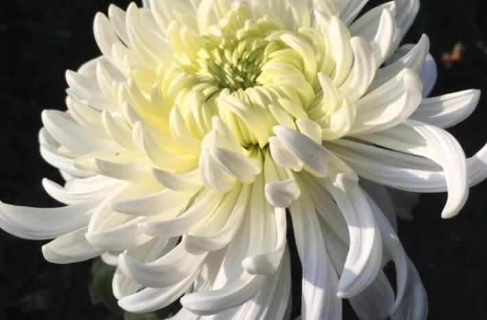 爷爷去世的经典诗句文案