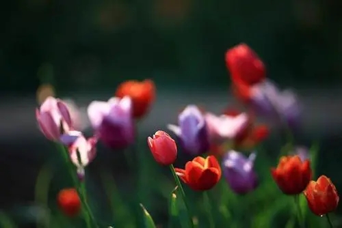 形容闻到花香的句子文案