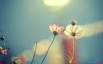 安抚失落情绪的句子文案