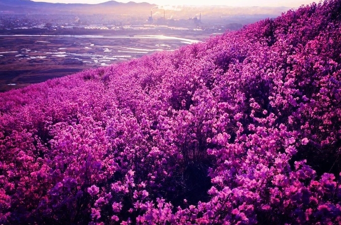 杜鹃花诗句文案最出名诗