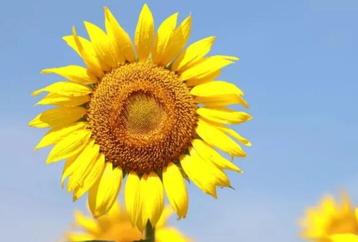 问候语中午好的动态图片带字的