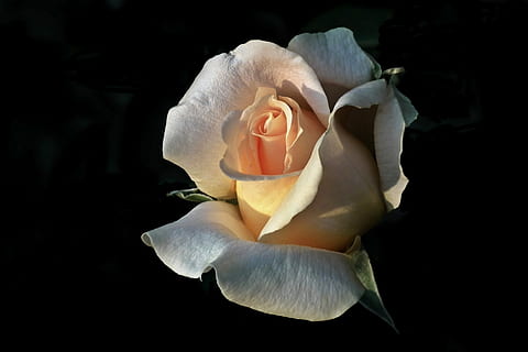 等待爱情的隐含诗句文案