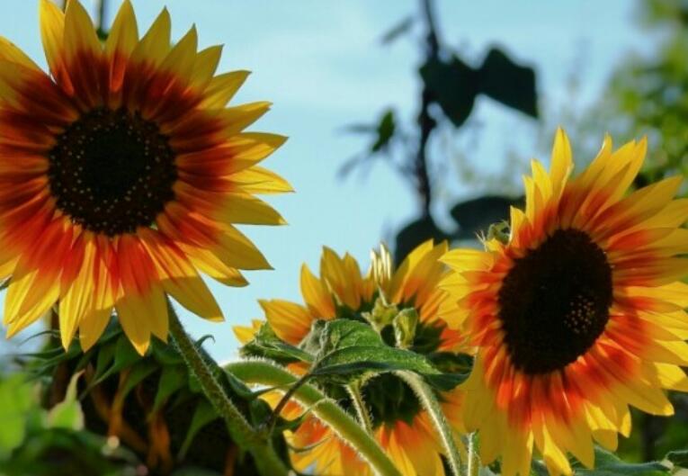 描写含有植物的画面句子文案