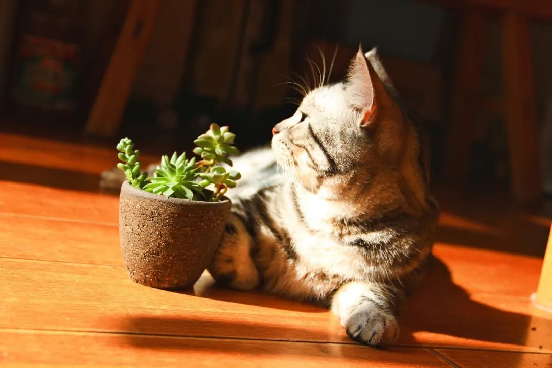 经典诗句文案人生感悟简短