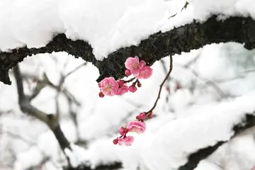 冬字古诗词飞花令