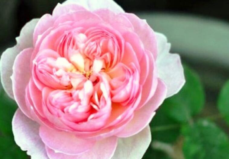 对朋友的短句问候