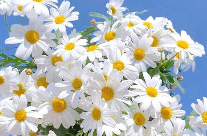 形容眼里有星辰的语录文案