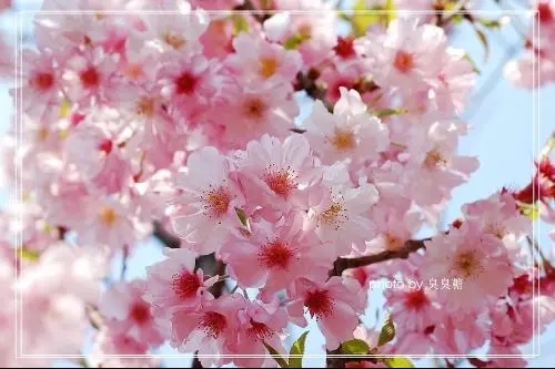 樱花树语录文案