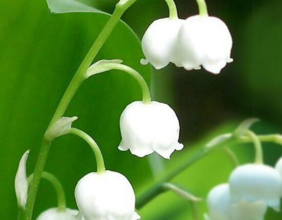 适合养生的早安问候语