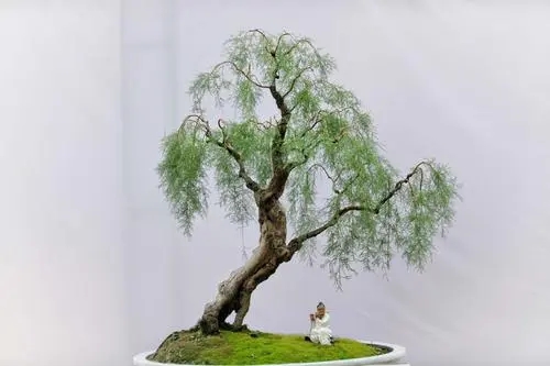 赞美盆景的诗词