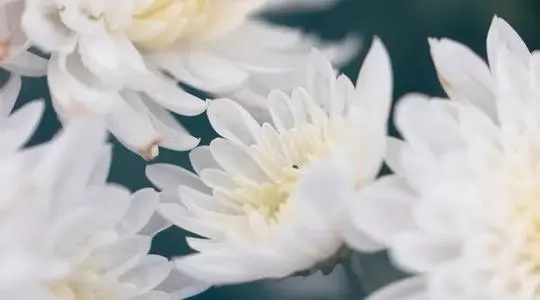 清明思念亲人伤心句子文案