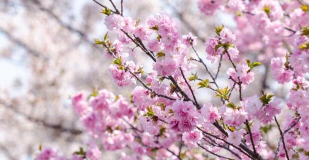 关于樱花的土味情话文案
