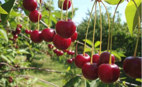 采摘的心情说说文案