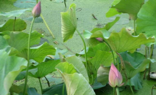 描写六月季节景色的句子文案