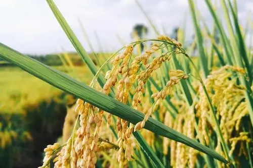 早晨问候图片大全