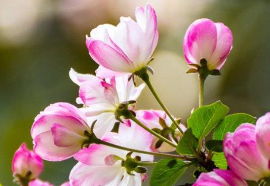 赞美母校的诗句文案和名言