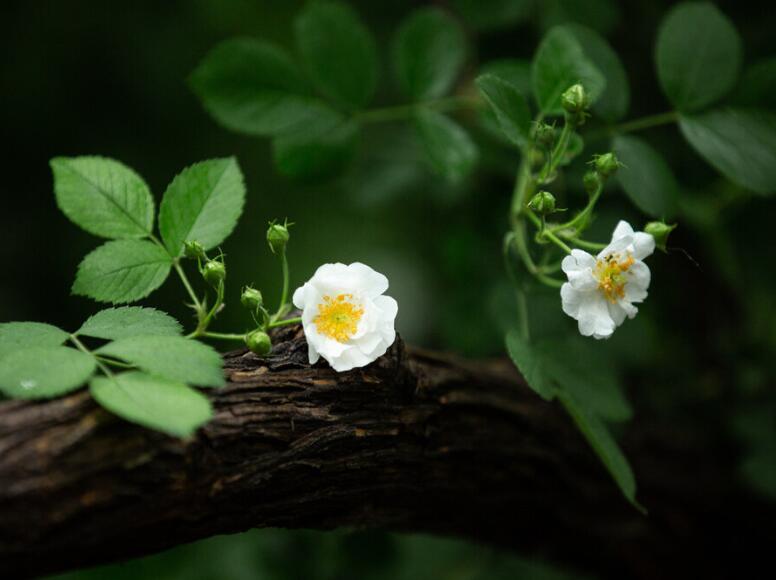形容春天已过夏天来临的语句文案