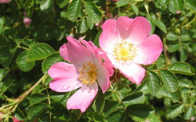 大自然净化心灵的句子文案