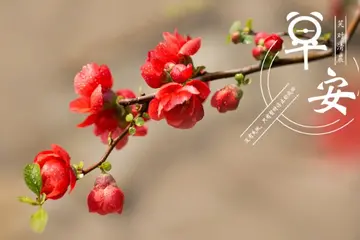 微信每日心语签