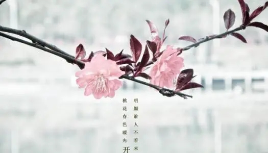 三月看花的说说文案