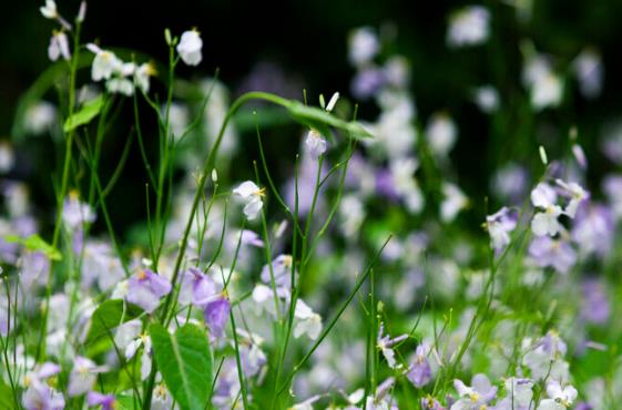 懂得放下的句子文案