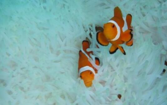 关于丑的句子文案