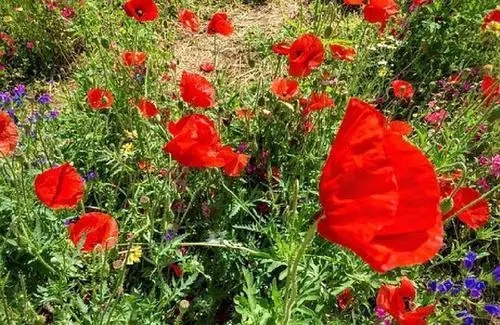 仙气十足的发朋友圈的句子文案